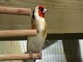 Darrrrek - Breeding carduelis major3
