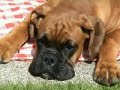 baby boxer Barnabas in the garden