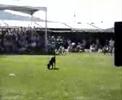 Dog Jump