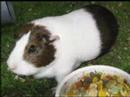 Click here to watch this video Smokey and Lady, Cute Guinea Pigs from Derby, Derbyshire, UK