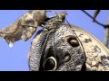 Papillon Butterfly Emerging Timelapse