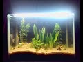 segunda semana do meu aquario plantado agora com novos inquilinos 