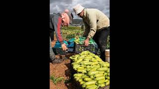 نبذة تعريفية عن بلدة خاراس