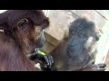 The Siberut Macaque, pets in Pokai, North Siberut