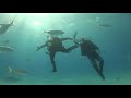 Bahamian Rhapsody - duiken met tijgerhaaien en dolfijnen