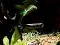Cobra Killing