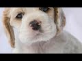 Puppy Potty Training