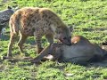 Hyena eating a baby wilderbeast for breakfast!! Part II