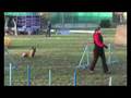 Bosco agility 2008.11.16.