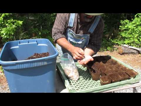 how to grow luffa from seed