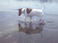 Warning! Beach access may cause uncontrollable fits of peek in Smooth Fox Terriers as well as certain other breeds! Note: Shiba Inu does not like Smooth Fox Terrier having fits on the beach: Smooth Fox Terrier tries to impose its Having Fun will on Shiba Inu.