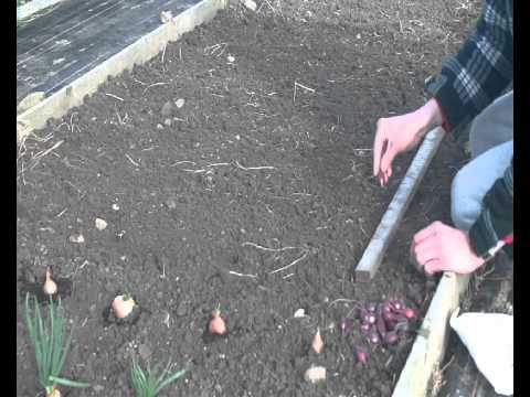 how to plant a red onion