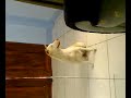 Click here to watch this video =mica= 0017