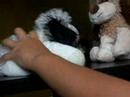 videos de THE ONGOING CHEEKY DOG BATTLE