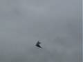 Cobra sur Adx