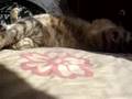 videos de michina fu
