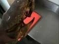 Se faire pincer par un crabe