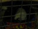 Cavy Rolling Popcorn!! prt 1