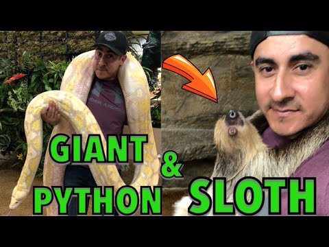 YouTube reptile video
