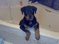 Rottweiler puppy