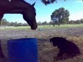 Rottweiler video