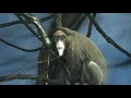 Monkey Business