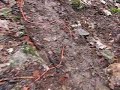 A Myotis bont a Vörösk?-lápánál 2 A Myotis bont a Vörösk?-lápánál 2