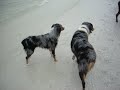 Bonita Springs Dog Beach Bonita Springs Dog Beach