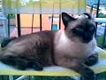Bubi gatto poltrone versione maschile Bubi gatto poltrone versione maschile