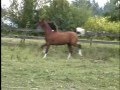 Milehi Odyssey pinto half arabian