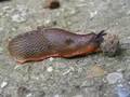 The Slug pt1