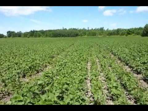 SPRAYING - Aphids came early and they came hard this year. We were seeing populations of 1000/ plant by the 3rd trifoliate. That is unheard of for our area. Fortunately...