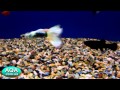 Видео - Гуппи • Аквариумные рыбки • Зоомагазин AQA.com.ua