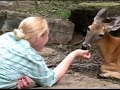 Pittsburgh Zoo Deer
