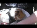 Guinea pig baths (Flur, pumpkin and Toto)