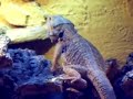 Bartagame im Terrarium