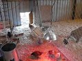 Opening the coop door for the first time