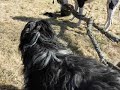 Sticks are fun