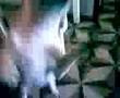 Pug video