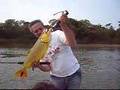 Dorado Baitcast Parana