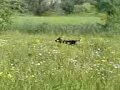 rottweiler auf der wiese rottweiler auf der wiese