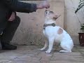 Dog Training Videos - How To Teach Your Dog To Sit Dog Training Videos - How To Teach Your Dog To Sit