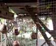 my community budgie breeding cage