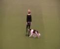 Crufts 2008 Crufts 2008