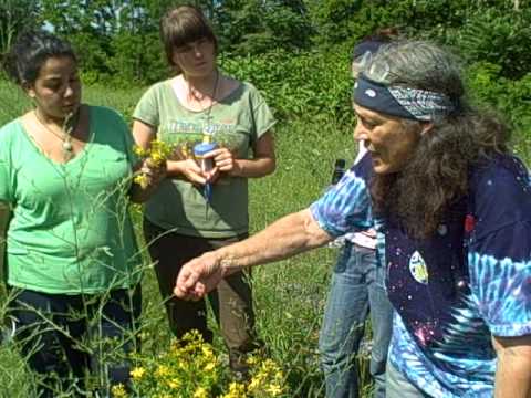how to harvest st john wort