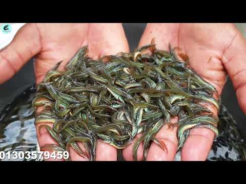 তারা বাইম মাছ চাষ  কুরুন পুকুরে | Tara Viam Fish Seeds Farming
