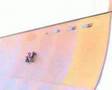 Fat Randy Vert Ramp