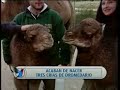 ESTÁ PASANDO - NACEN CAMELLOS EN ZOO DE MADRID.mp4