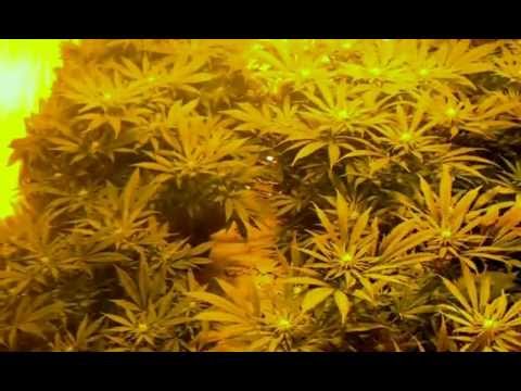 how to grow gdp strain