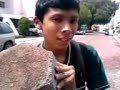 Insecto